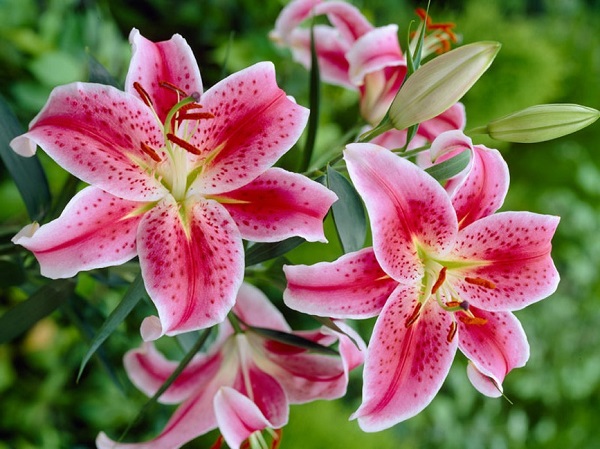 Hoa Lily và hoa Loa kèn 